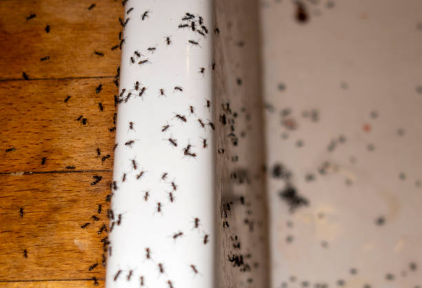 Best Termite Control Services  in Parrish, AL